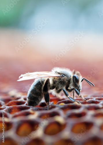 Obraz na płótnie working bee