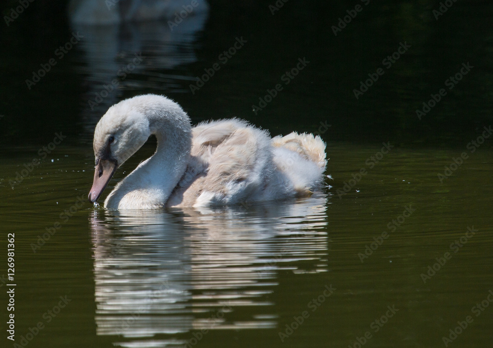Höckerschwan - Swan Höckerschwan - Swan