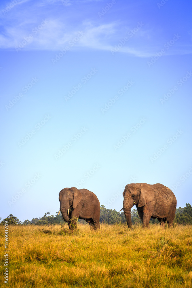 Obraz premium African elephants
