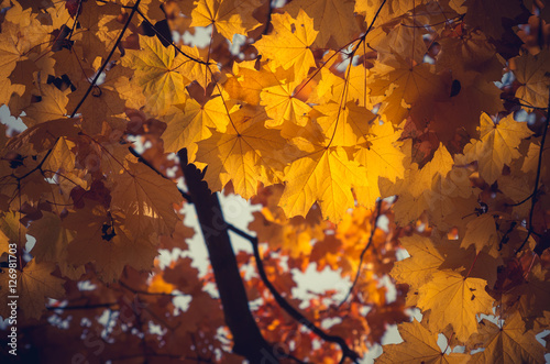 Yellow maple leaves on sunny autumn day © tomeyk