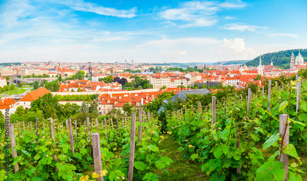 Panorama of the old part of Prague from the Prague Castle with vineyards in the foreground. Old Town architecture, Czech Republic.