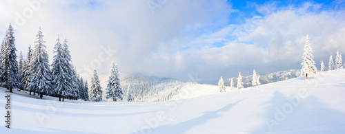 Panorama with trees in snow.