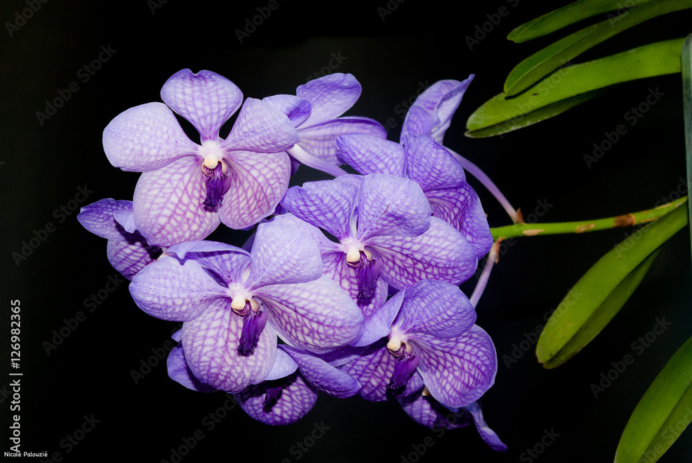 Naklejka premium Orchidée