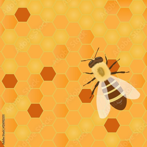 bee sitting on a multi-colored honey cells