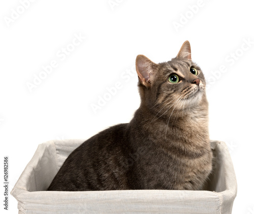 Fototapeta Naklejka Na Ścianę i Meble -  Gray cat with green eyes sitting in basket and looking up