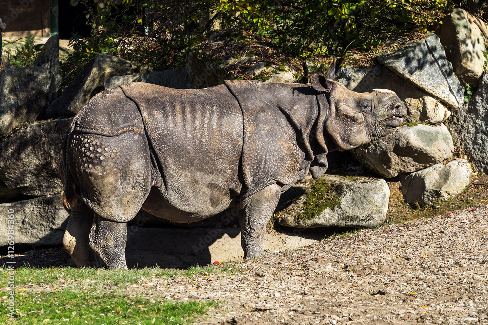 Indisches Panzernashorn - Rhinoceros unicornis - Rhinozeros Indisches Panzernashorn - Rhinoceros unicornis - Rhinozeros