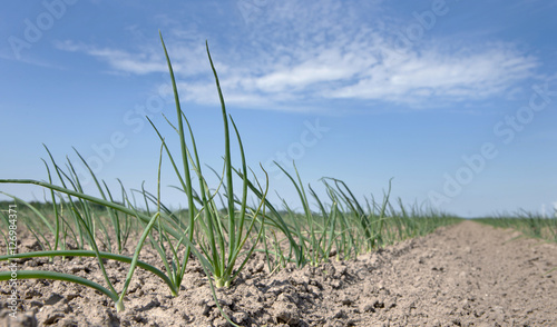 Onions. Field of onions. Flevopolder Netherlands. photo