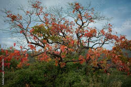 Autumn tree