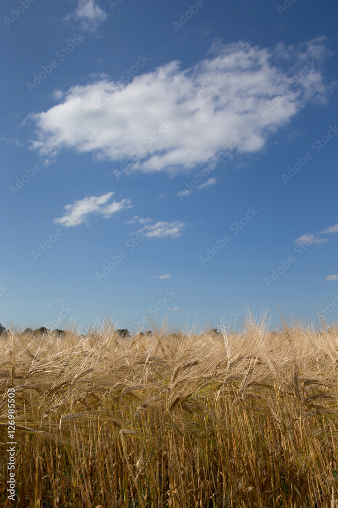 Ears of wheat. Grain. Field of grain. Flevopolder Netherlands. Harvesting. Summer. Farming Ears of wheat. Grain. Field of grain. Flevopolder Netherlands. Harvesting. Summer. Farming