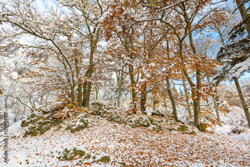 Laubfall auf winterlicher Klippe, Nationalpark Harz photo