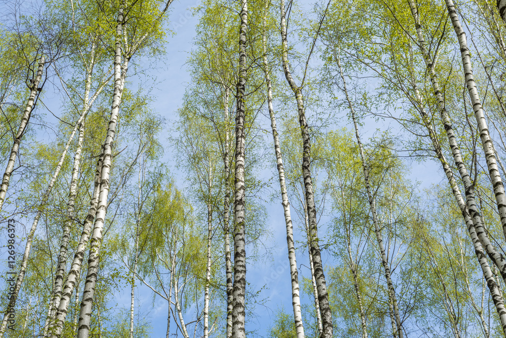 Fototapeta premium Весеннее небо