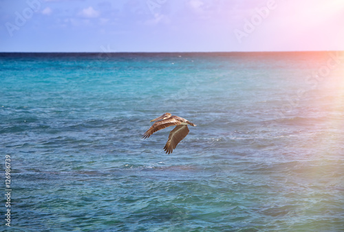 brown pelican in flight © Konstantin Kulikov