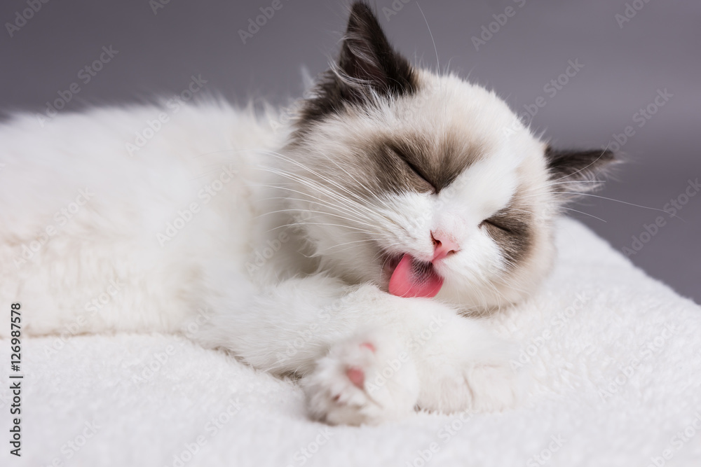 Ragdoll kitten licking its paw