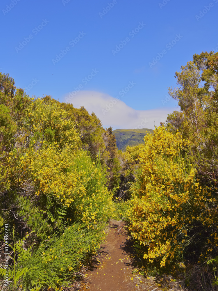 Portugal, Madeira, View of Fanal..