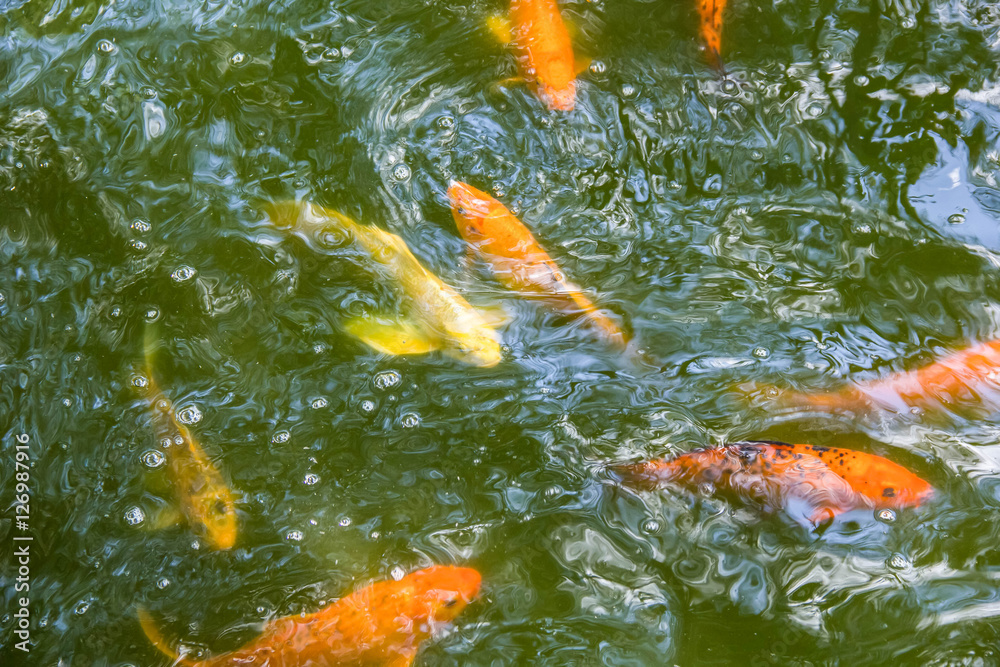 Golden Trout underwater Golden Trout underwater