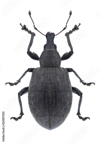 Beetle Liophloeus tessulatus on a white background