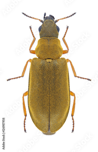 Beetle Danacea nigritarsis on a white background