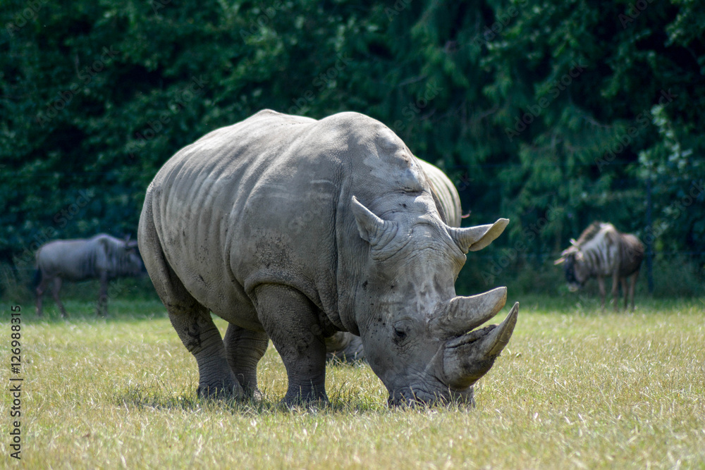 Fototapeta premium Nashorn in der Steppe