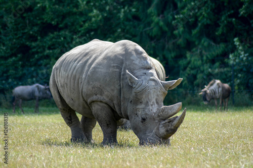 Nashorn in der Steppe