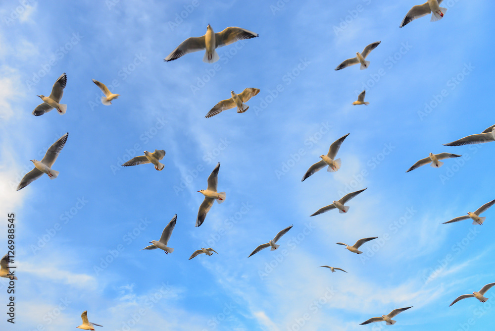 Naklejka premium mewy i mewy