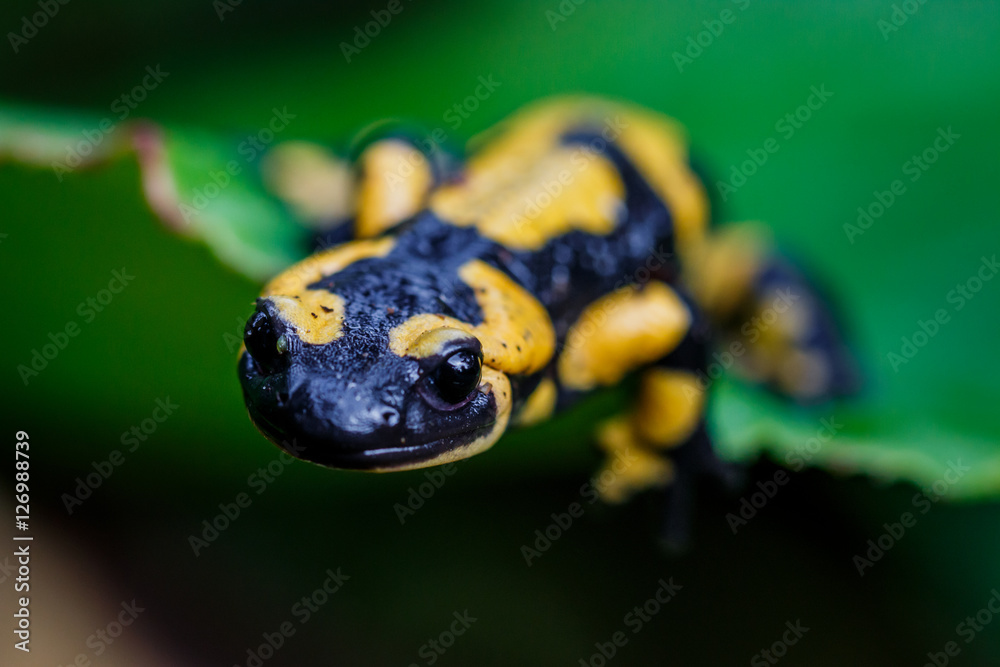 Fototapeta premium La salamandre tacheté