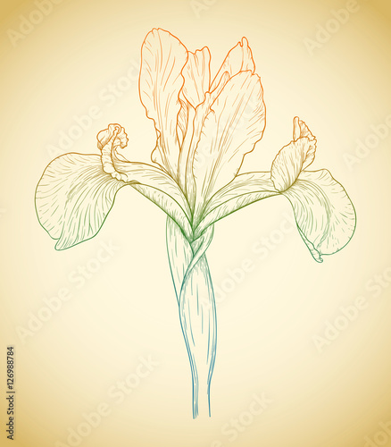 Fototapeta Naklejka Na Ścianę i Meble -  Vector colored iris.