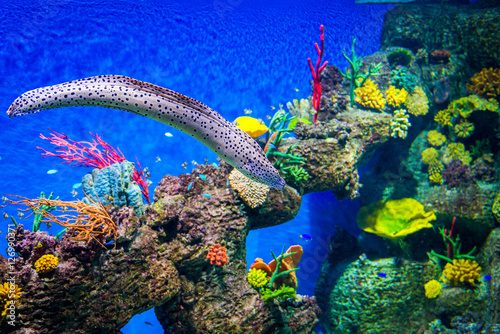 Fototapeta Naklejka Na Ścianę i Meble -  Coral reef and moray