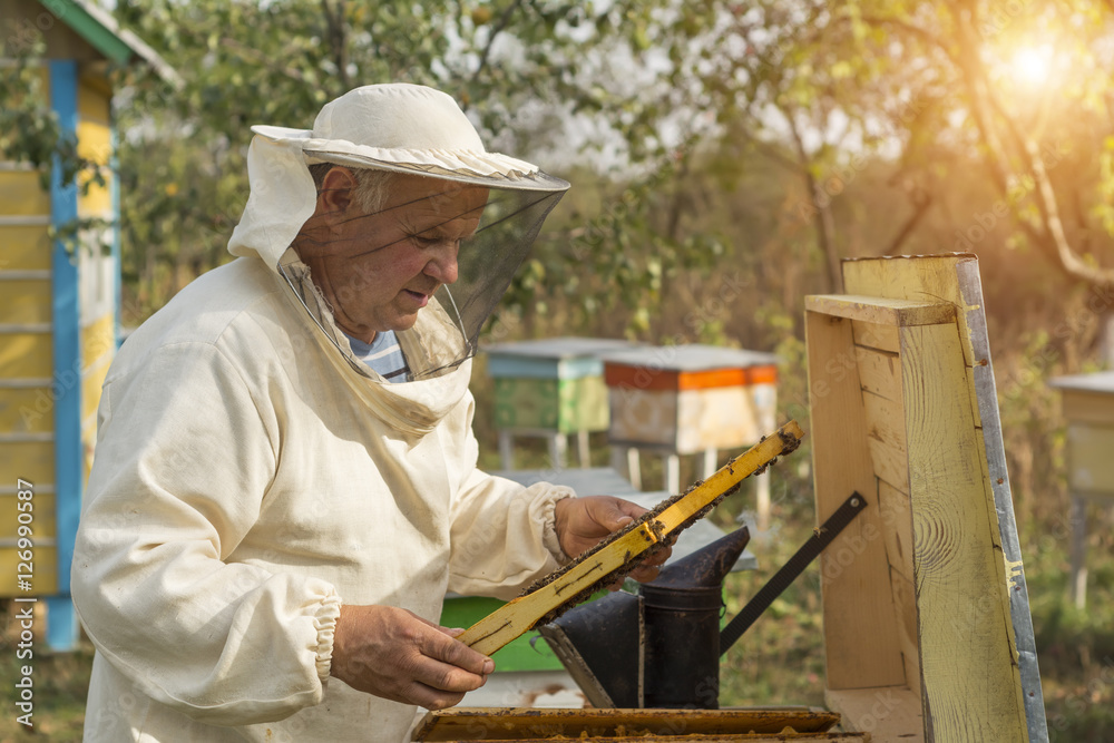 Beekeeper is working with bees and beehives on the apiary. Beekeeper is working with bees and beehives on the apiary.