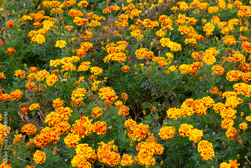 Marigold orange red yellow flower field