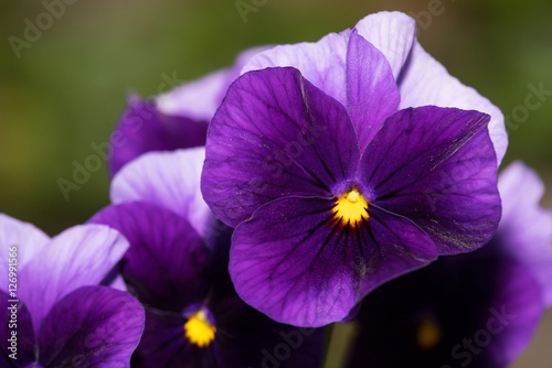 Flowers - Pansy