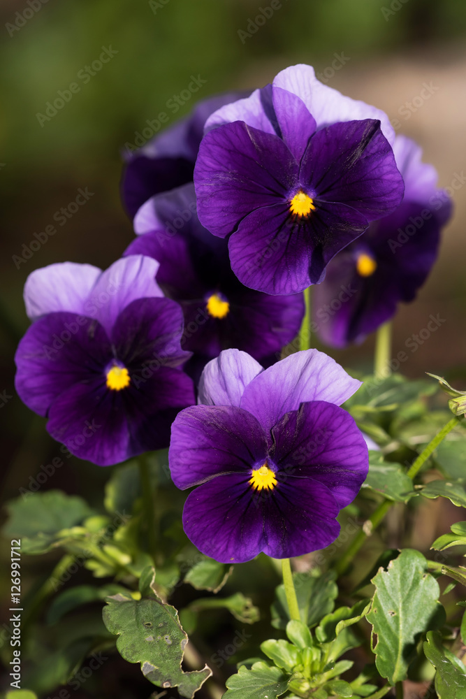 Flowers - Pansy