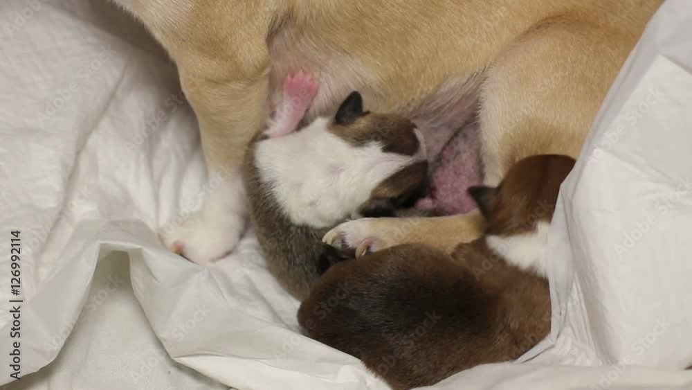 chihuahua puppies sucking mother milk chihuahua puppies sucking mother milk