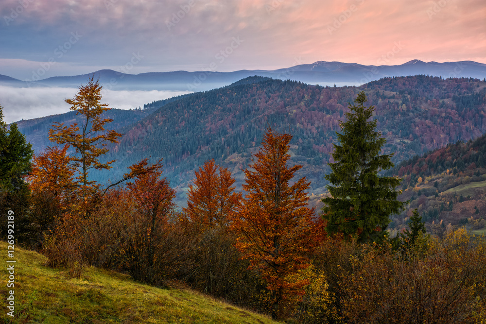 forest over foggy valley in autumn mountains