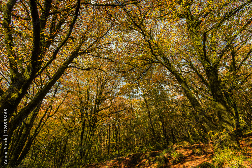 Wild forest at autumn