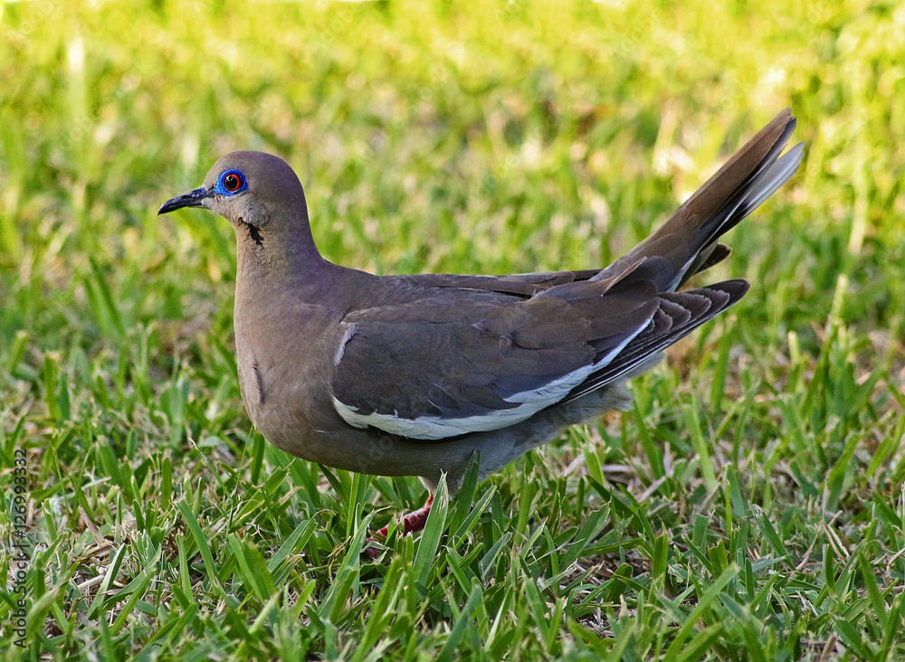 Obraz premium Whitewing dove