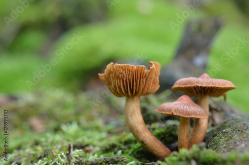 Pilze im Siegerland