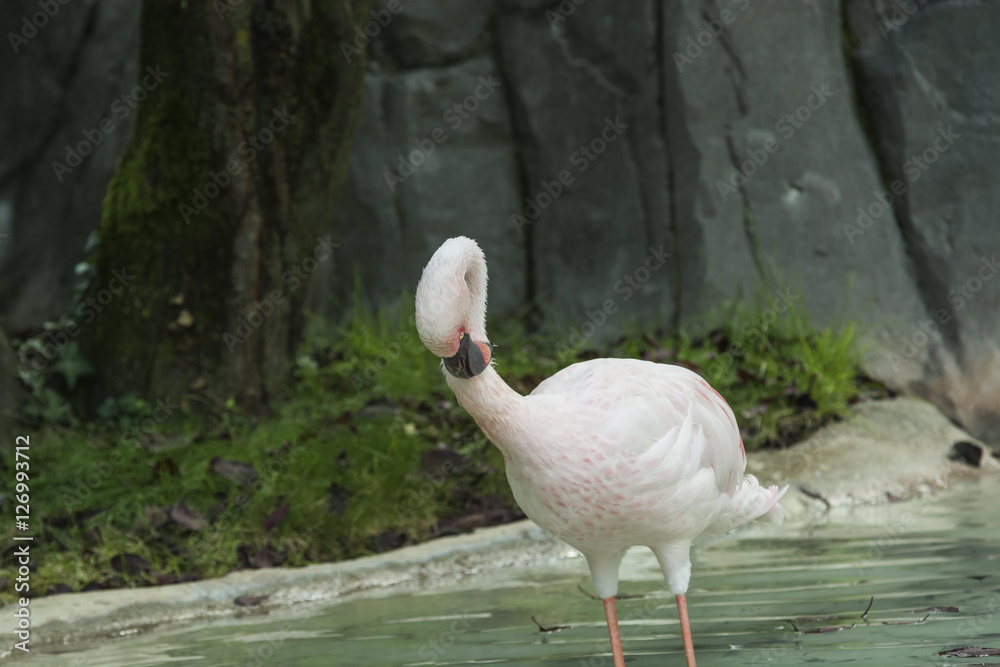 Obraz premium portrait of a flamingo