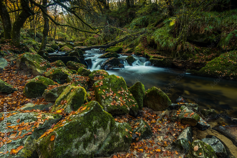 Obraz premium wild river or brook in forest