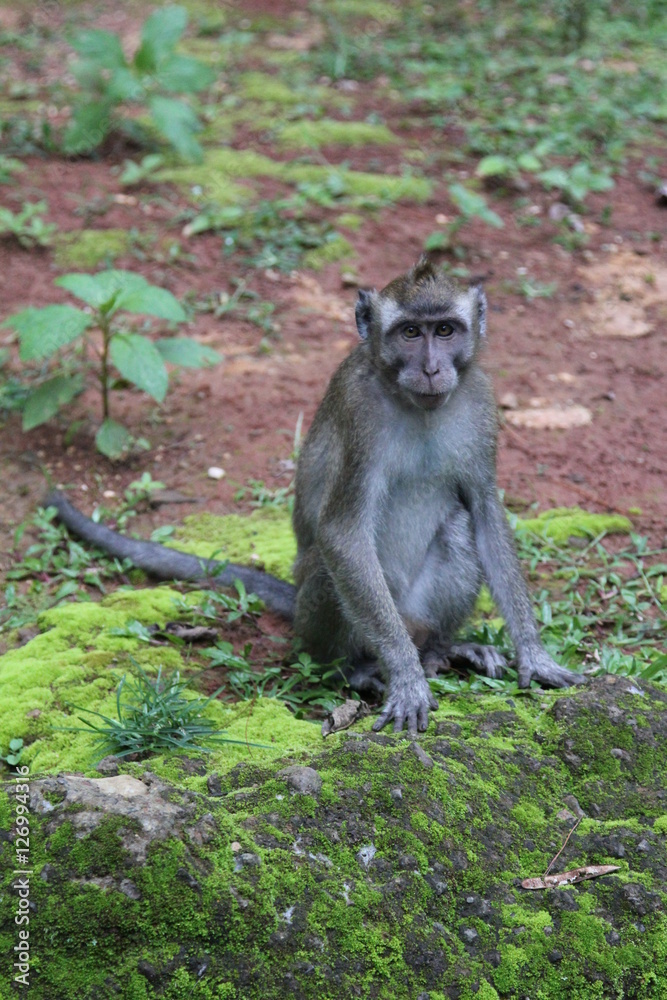 Obraz premium monkey