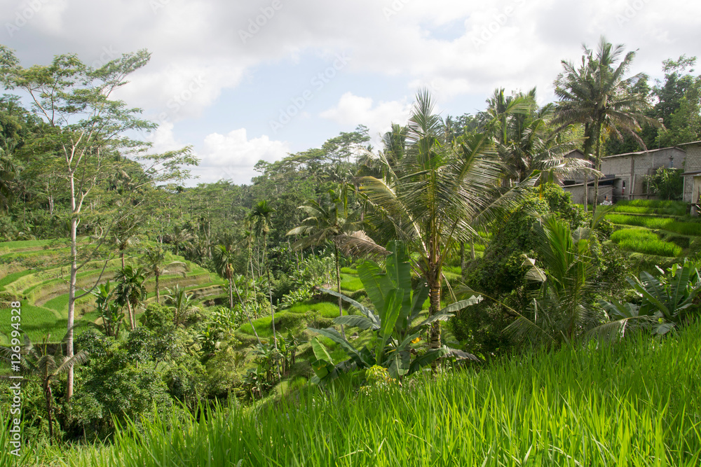 Bali Bali