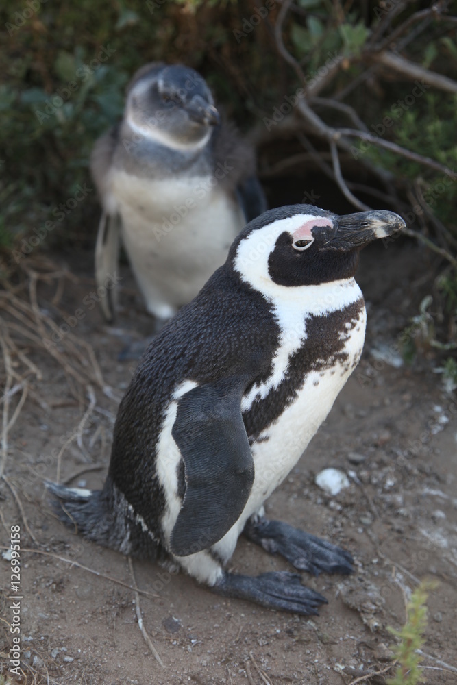 Naklejka premium penguin