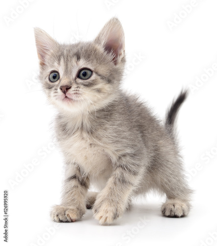 Small gray kitten.