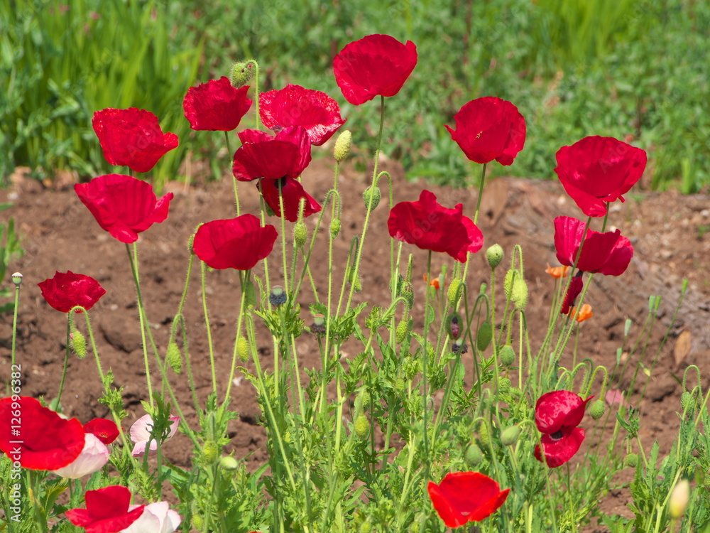 Naklejka premium ポピー