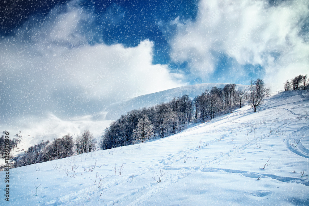 Winter landscape with snow covered trees and snowstorm Winter landscape with snow covered trees and snowstorm