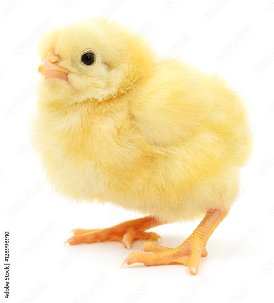 Obraz premium Small yellow chicken.