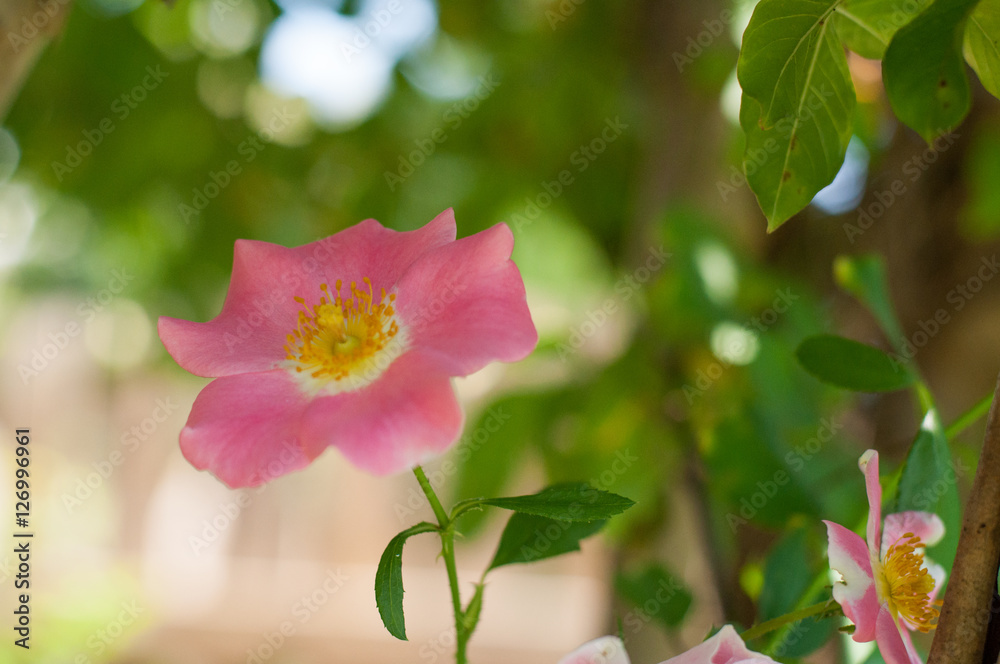 Obraz premium Rose garden