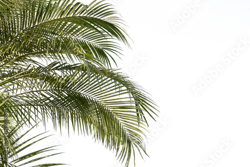 green leaf of palm,palm in garden or pak,palm is tall,palm make oxygen © phumpatp