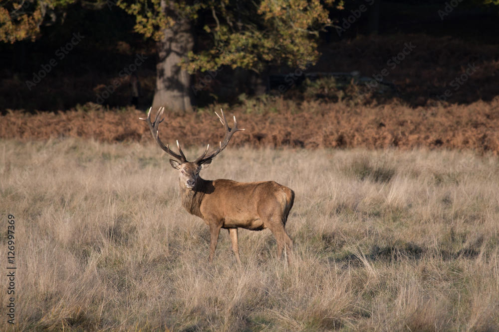 Deer in park Deer in park
