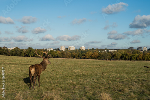 Deer in park © Gordon