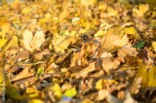 Fallen yellow leaves